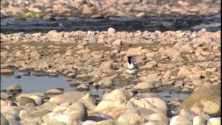 Spurwinged plover [upl. by Yruoc879]