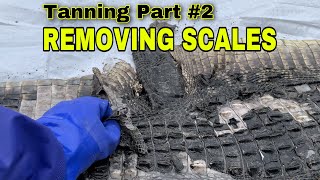 How to Tan Alligator Hide into Leather Part 2  Using LIME to remove the Scales from the skin [upl. by Yrolg736]