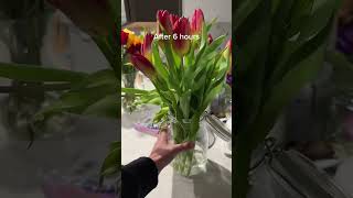 Tulip Care Tips How to Keep Your Flowers Upright and Beautiful [upl. by Clarissa]