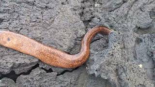 Caught a Morrey Eel from the rocky cliffs at Naalehu Hawaii [upl. by Eleanor]