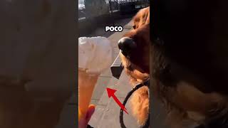 Perro sorprende a su dueña con esta reacción [upl. by Neetsuj]