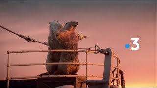 France 3 Marmots Idents 2018 HD [upl. by Codie447]