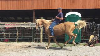 Sold Palomino saddlebred gelding [upl. by Silvain251]