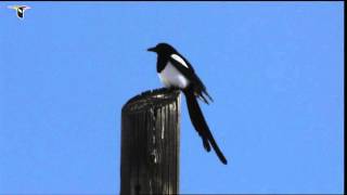 A Blackbilled Magpie sits on a high perch [upl. by Ellehcir899]