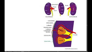 11 ARTÈRES RÉNALES [upl. by Ursel]