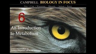 Biology in Focus Chapter 6 An Introduction to Metabolism [upl. by Ermey]