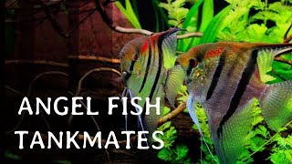 12 Best Tankmates of Angel Fish [upl. by Anatlus]