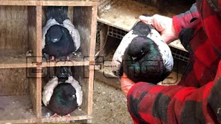 modena pigeon breeders  Fancy Pigeon Farm  domestic pigeon [upl. by Fredkin975]