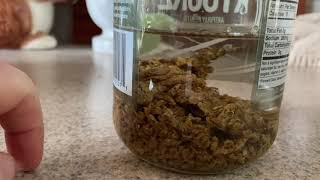 Making a propolis tincture for the first time  Part 1 [upl. by February]