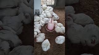 dont do it  broiler farming broilerchickenfarming boiler vs local chicken chicken [upl. by Sevy]