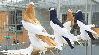 Pouter pigeons collection in Bangladesh  Pouter pigeon price  Magpie pouter  Pomerian pouter [upl. by Arahat]