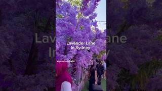 Lavender Lane [upl. by Boggs]