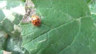 28 Spotted Lady Beetle [upl. by Hazlett938]