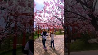 Mini Mania Lembang  Sakura Park [upl. by Ahsikram]