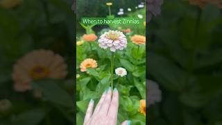 When to harvest your Zinnias [upl. by Liw]