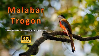 Malabar Trogon From Telangana  MalabarTrogon SriramWildlifePhotographer Trogons [upl. by Eibba250]