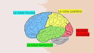 Les aires et fonctions du cerveau [upl. by Tenej]