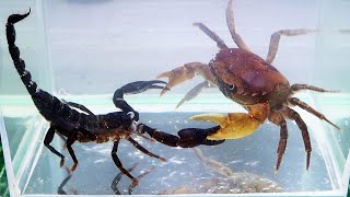 Crab vs Scorpion Underwater  Caranguejo vs Escorpião [upl. by Shu]