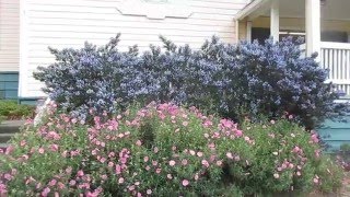 Growing Drought Tolerant Cistus amp Ceanothus in Canada [upl. by Tedd]