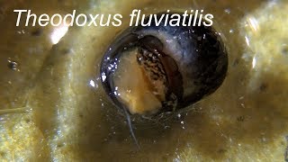 THEODOXUS FLUVIATILIS [upl. by Fin]