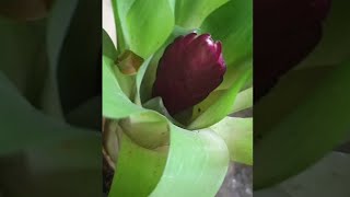 UNBOXING Bromeliads  Vriesea Flaming Sword  shorts plant bromeliads unboxing planttok [upl. by Idette]