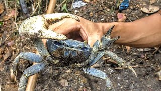 Guaiamum Gigante da Bahia [upl. by Ariada]