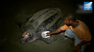 Species in the Spotlight Pacific Leatherback Turtle Recovery [upl. by Attevad]