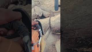 treecuttingservice chainsawmaintenance stihlchainsawwood how [upl. by Eytteb450]