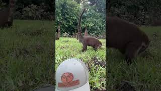 CoatimundiCoati action wildlife coatimundi coati hunting mexico [upl. by Ymij]