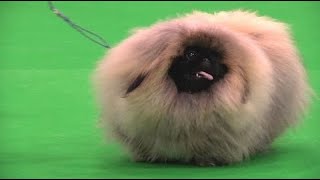 The Pekingese  Bests of Breed [upl. by Nanny92]