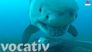 Curious Great White Shark Plays With Underwater Camera [upl. by Hcirdeirf]