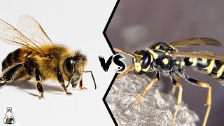 BEE VS WASP  Which is Deadlier [upl. by Sedecrem]