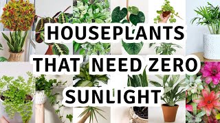 17 houseplant that can survive darkest corner of your house  The Best Low Light Houseplants [upl. by Eniaral85]