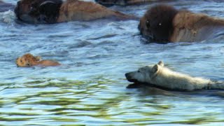 Determined Wolf Catches Young Calf  BBC Earth [upl. by Anelle]