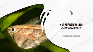 Marmorbeilbauch Carnegiella strigata bei zierfischedirektde [upl. by Ardnoek688]