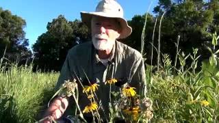 June Wildflowers at Wolf Road Prairie Browneyed Susans and Prairie Sundrops [upl. by Maxma248]