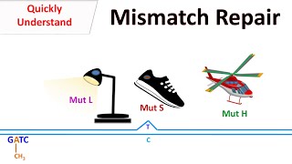 DNA Mismatch repair [upl. by Ihteerp340]