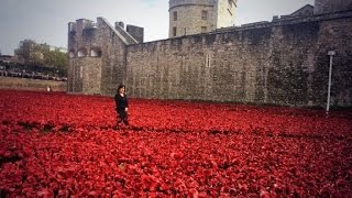 Sea of poppies commemorate WWI dead [upl. by Fredel292]