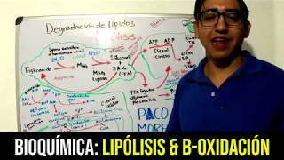 Bioquímica Lipólisis y BetaOxidación [upl. by Chaffin]