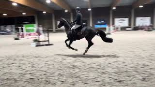 Versailles vd heffinck 4y old Bwp approved stallion [upl. by Ahtnamys]