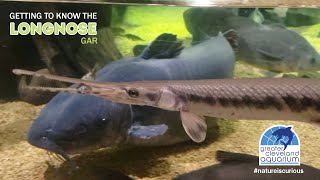 Get to Know the Longnose Gar CLEAquarium [upl. by Enohsal534]