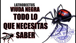 VIUDA NEGRA  TODO LO QUE NECESITAS SABER [upl. by Adnanref]