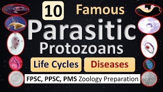 Parasitism  10 Protozoan Parasites  Life Cycle  Diseases  Features [upl. by Irakuy]