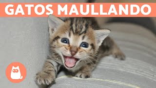 Los mejores MAULLIDOS de GATOS 🐱 ¡Gatos MAULLANDO mucho y fuerte 🐾 [upl. by Areta]