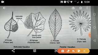 Parallelreticulate venation amp pinnate  palmate [upl. by Gillespie]