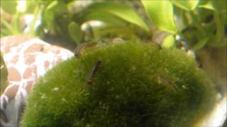 Asellus aquaticus colony water louse aquatic sowbug in timelapse  64x faster than normal speed [upl. by Hump121]