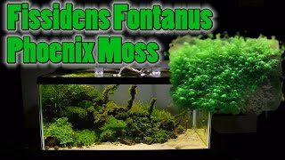 How To Grow Aquarium Moss amp Liverwort Fissidens Phoenix Moss part 2 [upl. by Bergen]