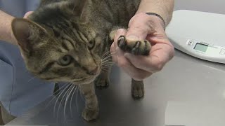 New York Legislature passes ban on cat declawing [upl. by Ahsinan103]