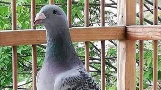 List of Wild Pigeon all 344 species with names and images [upl. by Euqnomod356]