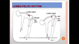 LUmbo pelVIC RHYThM [upl. by Nylime]